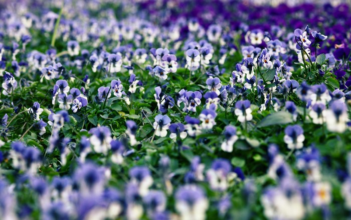 Field of purple and white pansies