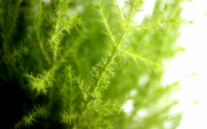 Close-up of green plant branches