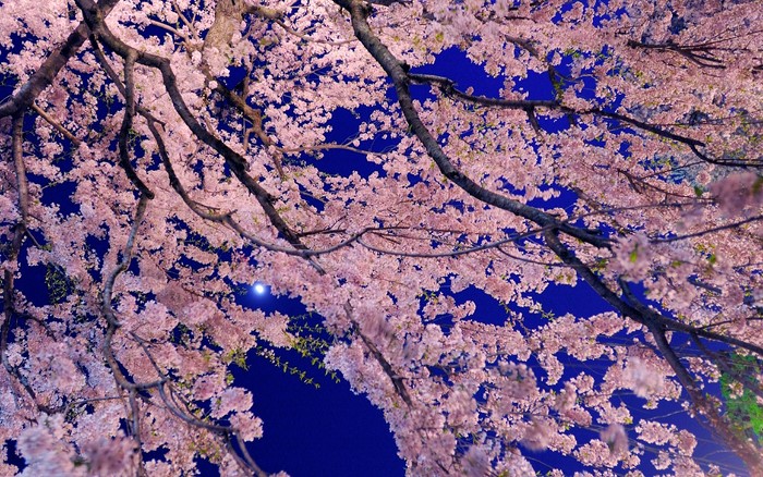 Cherry blossoms against a dark blue night sky