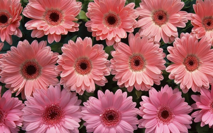 Pink and coral gerbera daisies