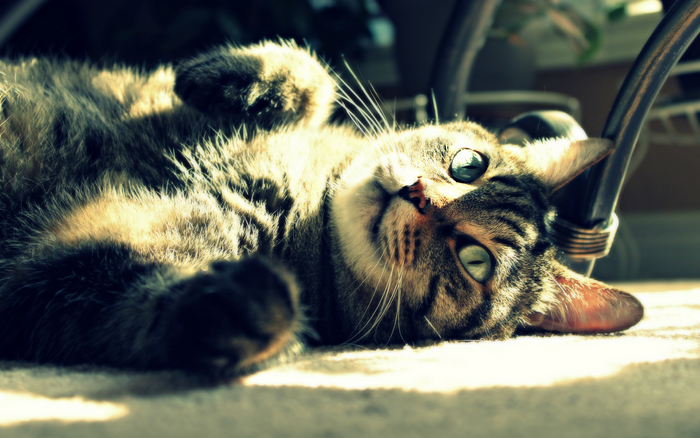 Tabby cat lying on its back