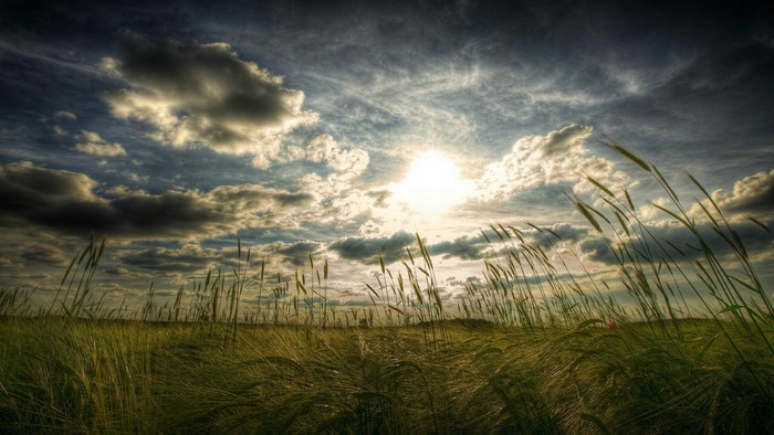 Wheat Field Under Dramatic Sky