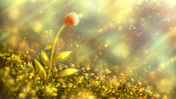 A single flower bathed in golden sunlight