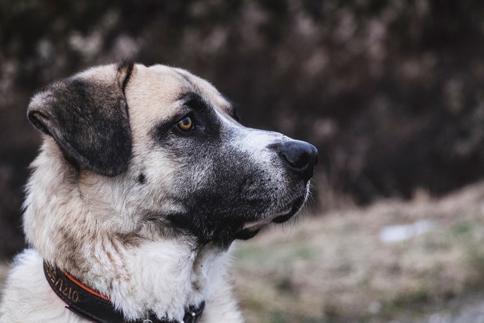 Kangal dog with collar