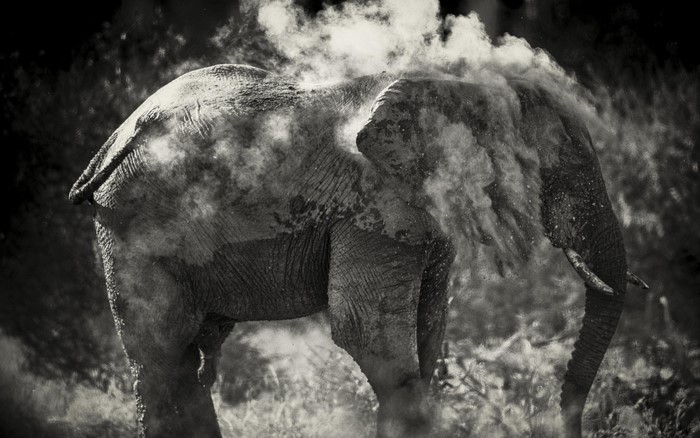 Elephant covered in dust