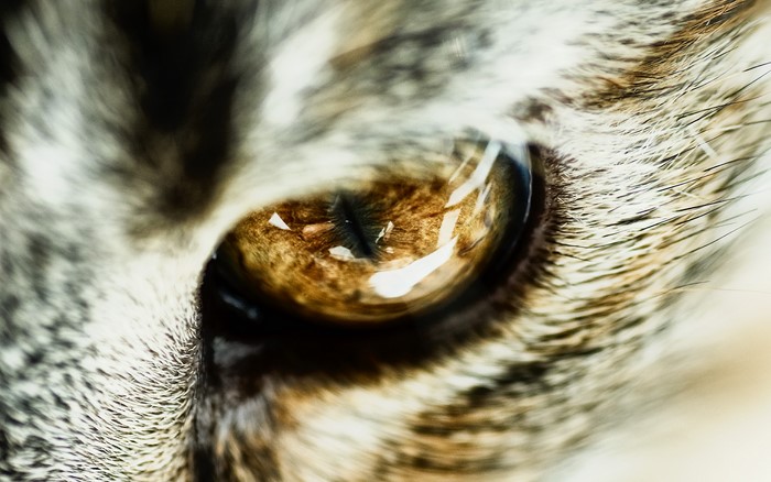 Close-up of a cat's eye
