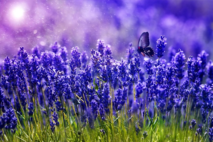 Butterfly on a lavender field with sunlit background