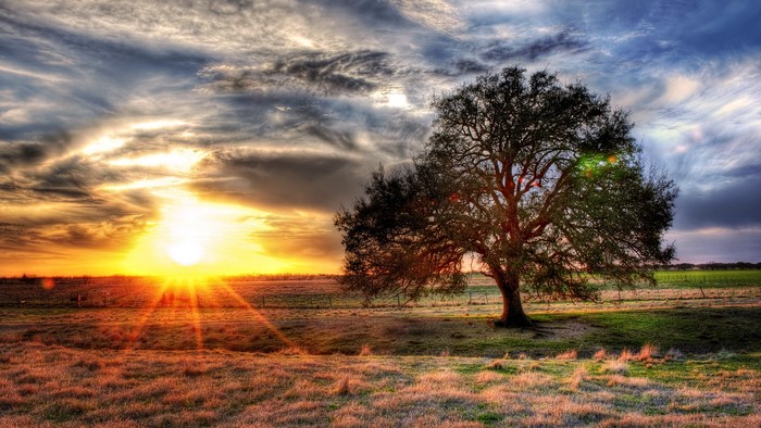 Lone tree in a field at sunset
