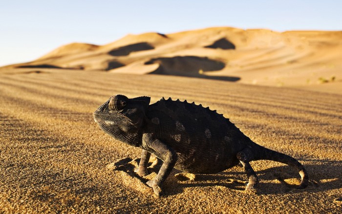Chameleon on sand dunes
