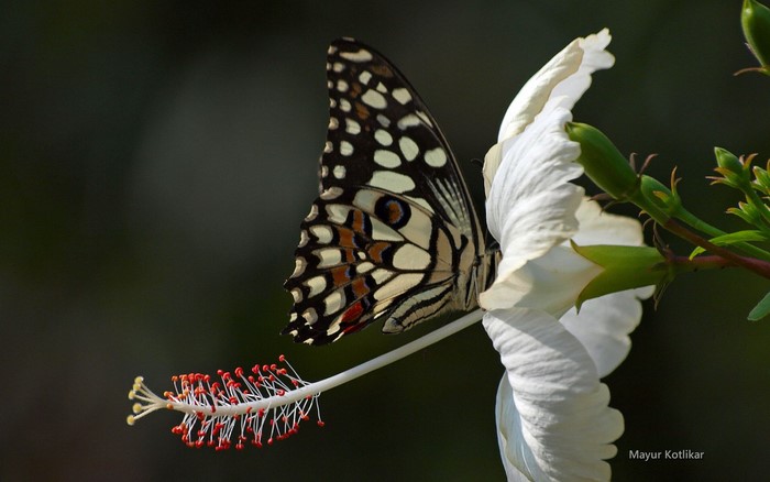 Butterfly on a white hibiscus flower