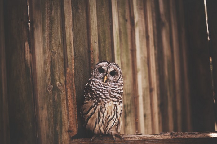Barred Owl perched on wooden beam