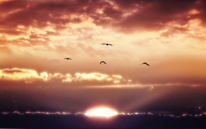 Birds flying at sunset over Earth