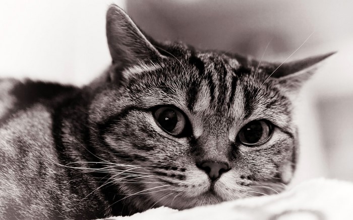 Close-up of a tabby cat's face