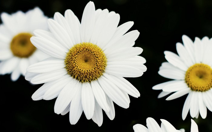 Close-up of white daisies with yellow centers