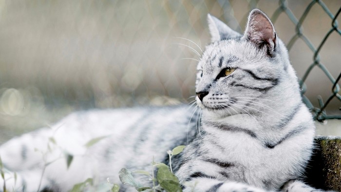 Silver tabby cat lying down near a fence