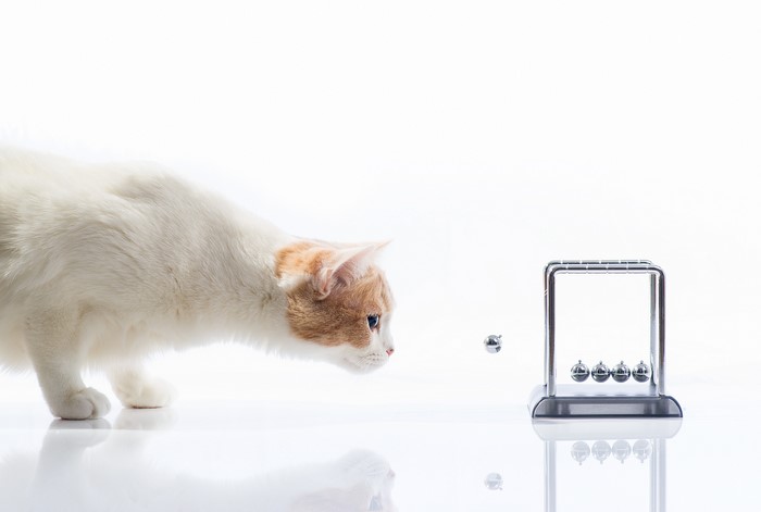Cat watching Newton's cradle