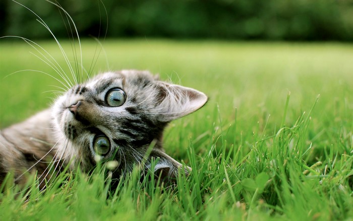 Tabby kitten lying in green grass