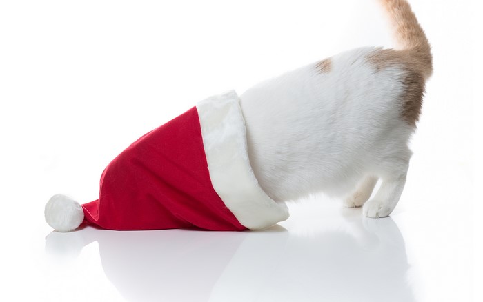 Cat wearing a Santa hat