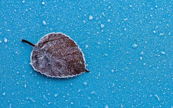 Frozen leaf on blue surface