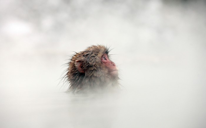 Monkey in steam