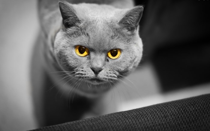 Close-up of a British Shorthair cat with yellow eyes