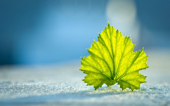 Close-up of a backlit green leaf