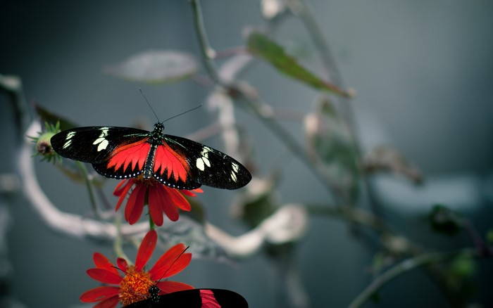 Two butterflies on red flowers