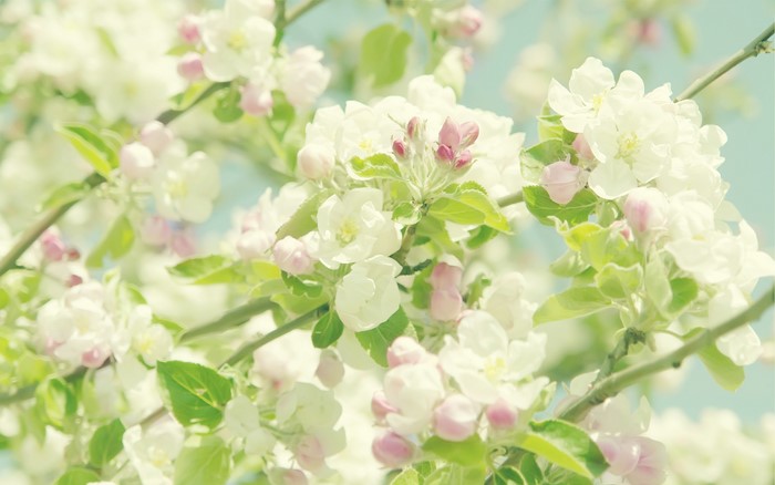 Pastel Apple Blossoms on a Branch