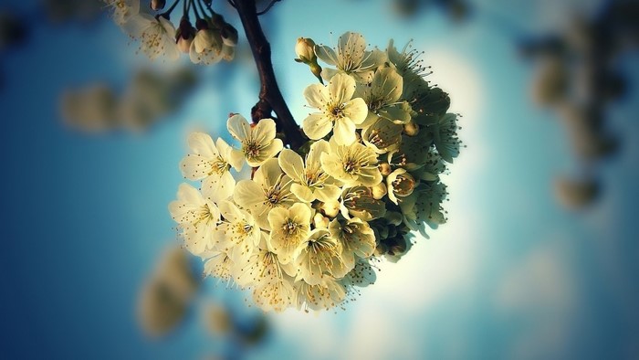 Cherry Blossoms on a Branch