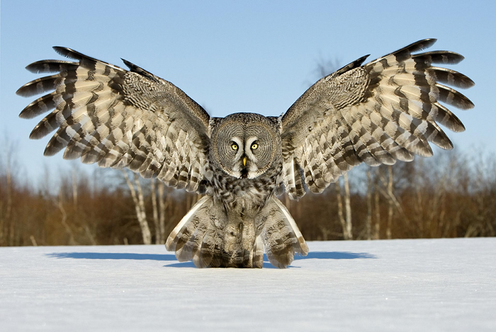 Great Grey Owl with wings spread in snow