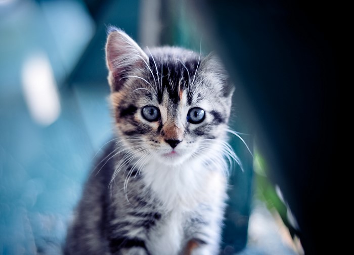 Close-up of a tabby kitten with blue eyes