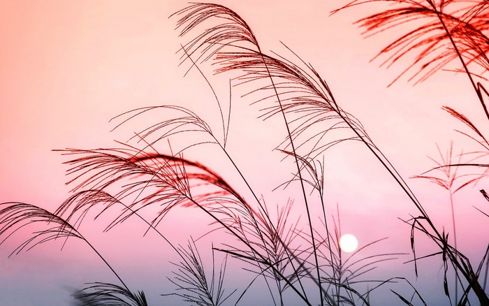 Delicate Grass Silhouettes at Pastel Sunset