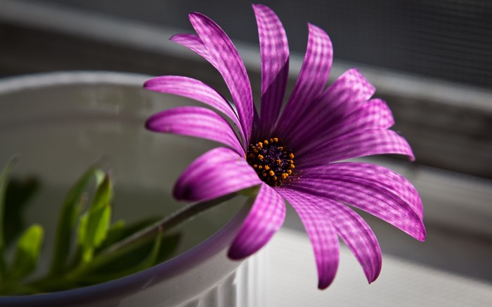 Purple flower with striped petals