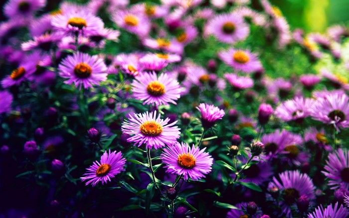 Purple Aster Flowers in Bloom