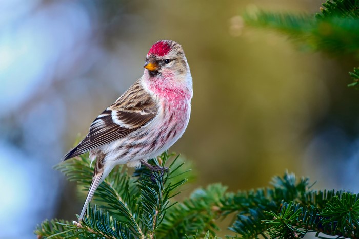 Common Redpoll perched on a pine branch