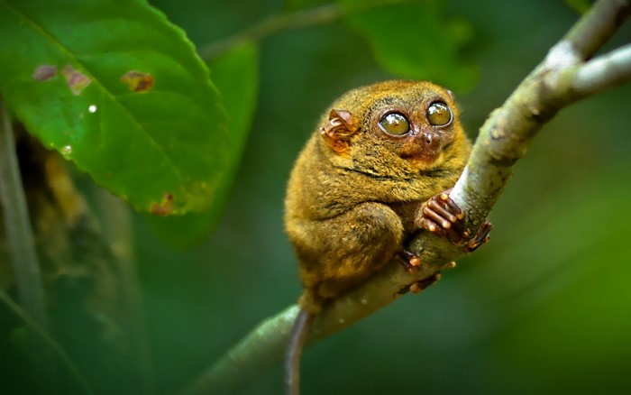 Tarsier clinging to a tree branch