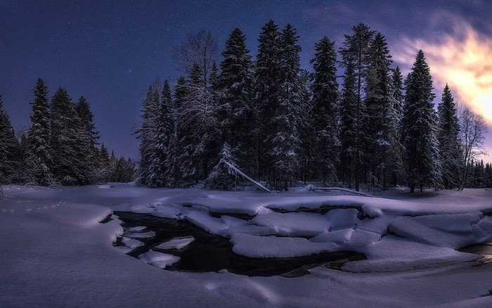 Winter forest at dusk with stars and snow
