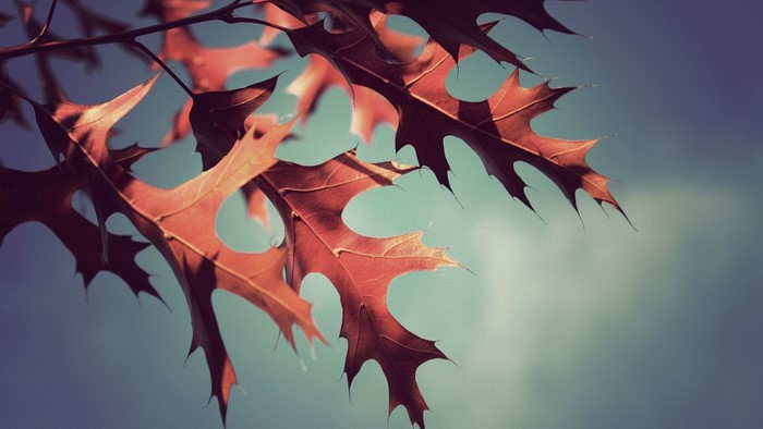 Red oak leaves against a blue sky