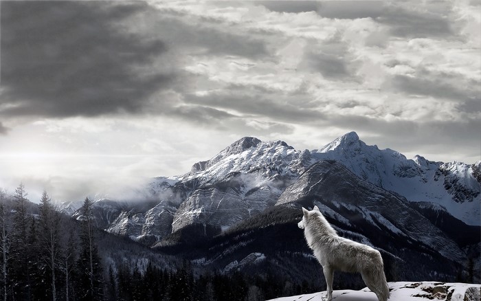 White wolf on a snowy mountain overlooking a forest