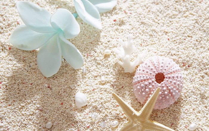 Beach Sand with Seashells and Flowers