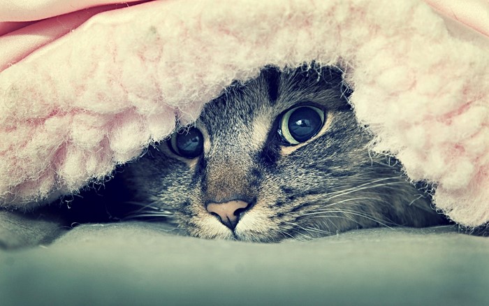 Close-up of a tabby cat peeking from under a pink blanket