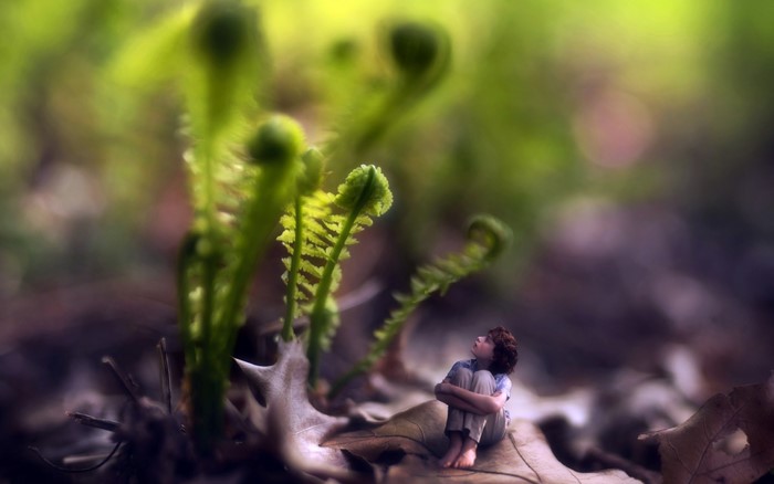 Boy looking at ferns in a forest