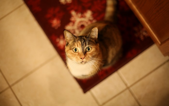 Calico cat looking up from a rug