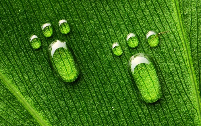 Water droplets on a green leaf