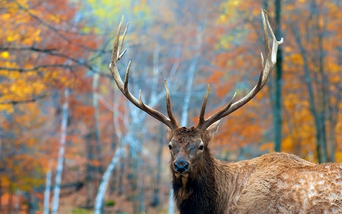 Elk with Antlers in Autumn Forest