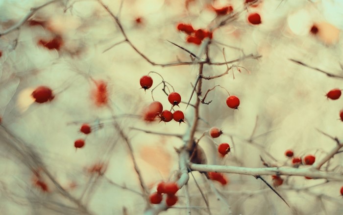 Red berries on thorny branches