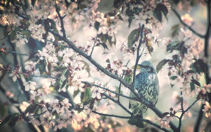 Bird perched on a flowering tree branch