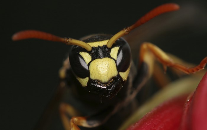 Close-up of a Wasp's Head