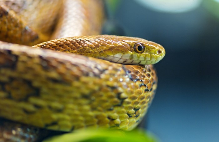 Close-up of a corn snake