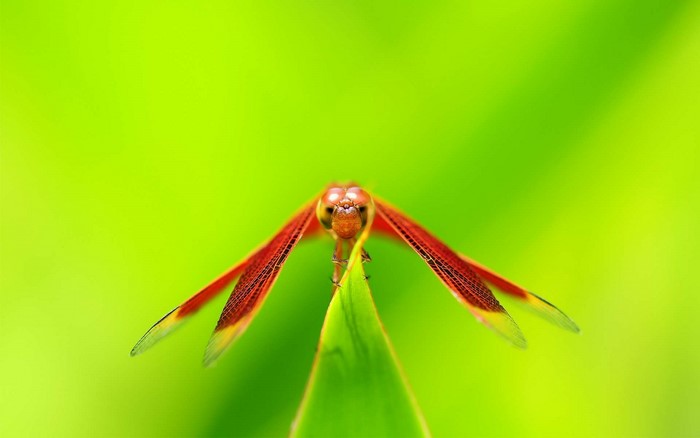 Dragonfly on a leaf